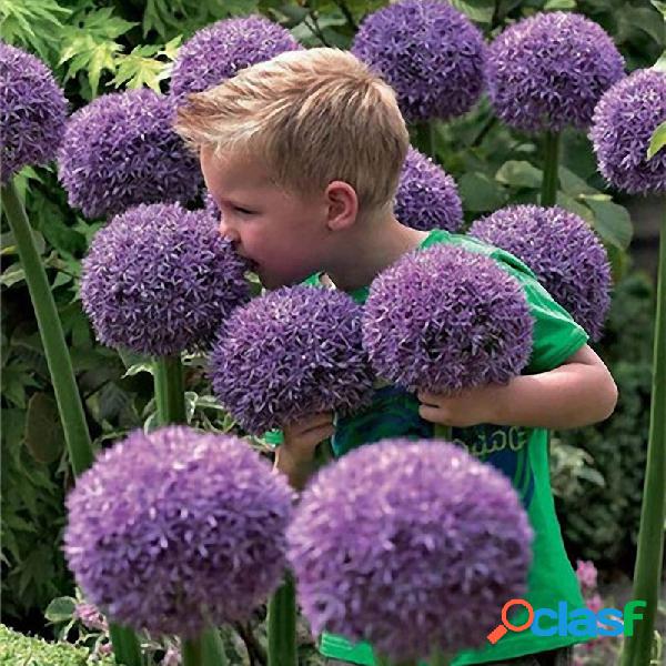 Egrow 100 PCS Garden Outdoor Giant Allium Giganteum Sementes