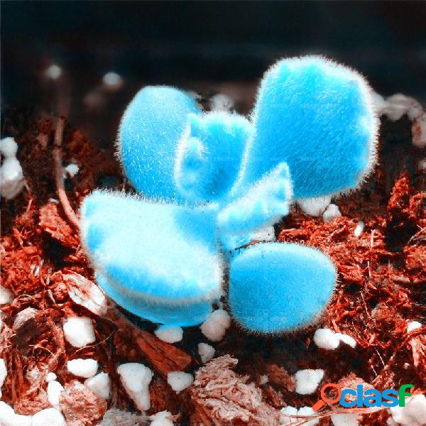 Egrow 100 Pçs / saco Mini Azul Sementes De Lithops Raras