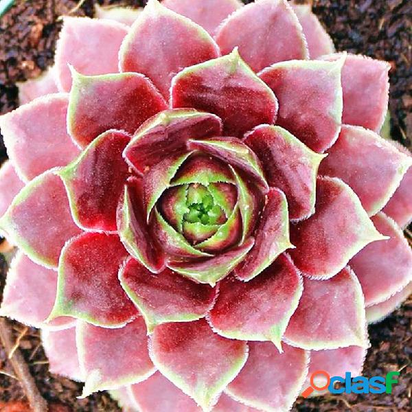 Egrow 100 Pçs / saco Sementes de Sempervivum Magia Colorida