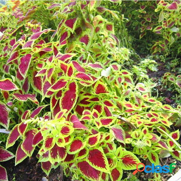 Egrow 100 Unidades / Janpanse Coleus sementes Jardim