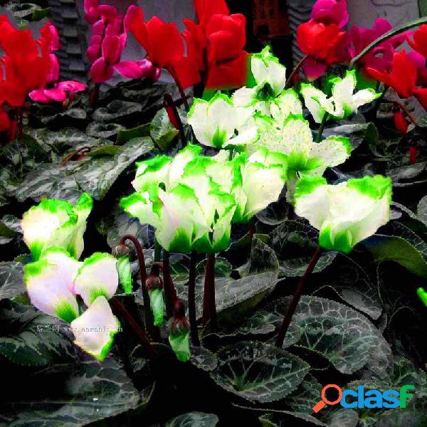 Egrow 100 Unidades / pacote Cyclamen sementes Green Edge