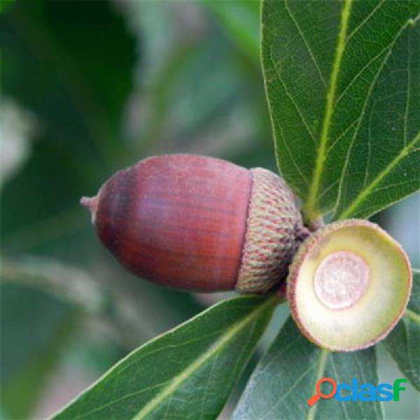 Egrow 100 Unidades / pacote Glauca sementes Árvore Glauca