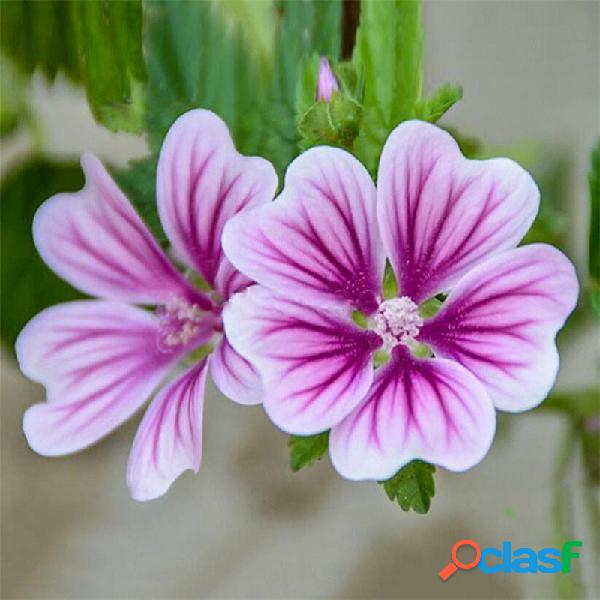 Egrow 100 Unidades / pacote Mallow sementes Mallow Bonsais