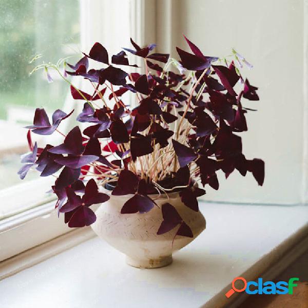 Egrow 100 Unidades / pacote Oxalis sementes Oxalis Flower