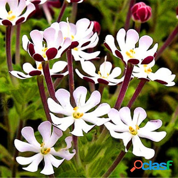 Egrow 100 Unidades / pacote Phlox sementes Night Blooming