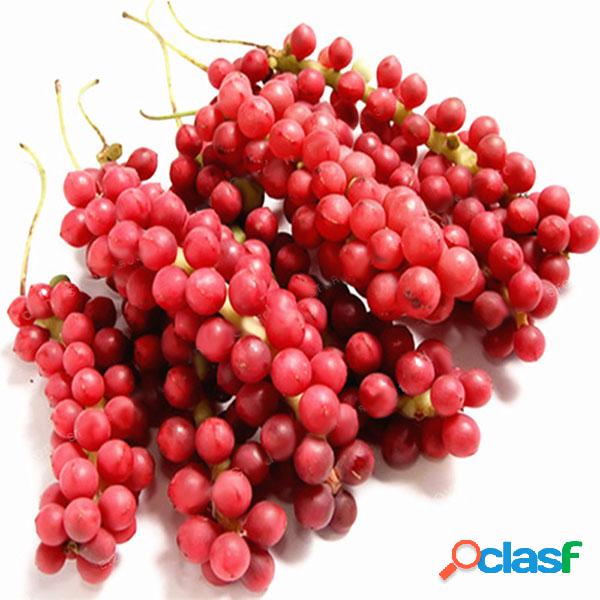Egrow 100 Unidades / pacote Schisandra Sementes Chinês