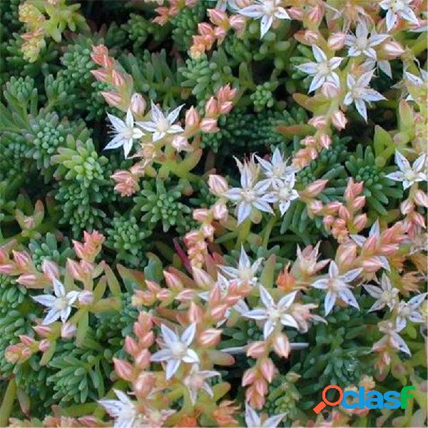 Egrow 100 Unidades / pacote Suculenta sementes Sedum