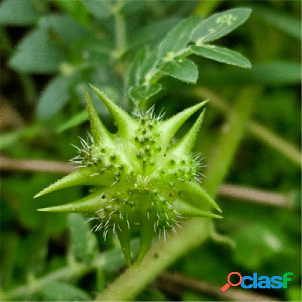 Egrow 100 Unidades / pacote Tribulus Terrestris sementes