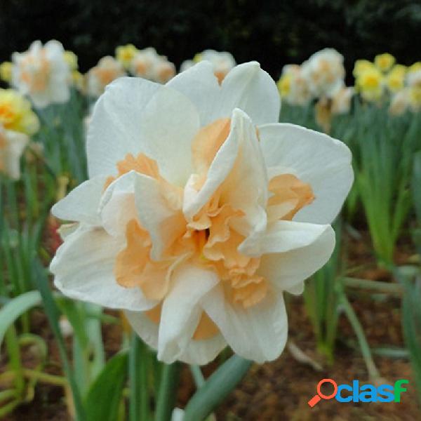 Egrow 100 pcs Daffodil Flower Seeds Plantas de narciso