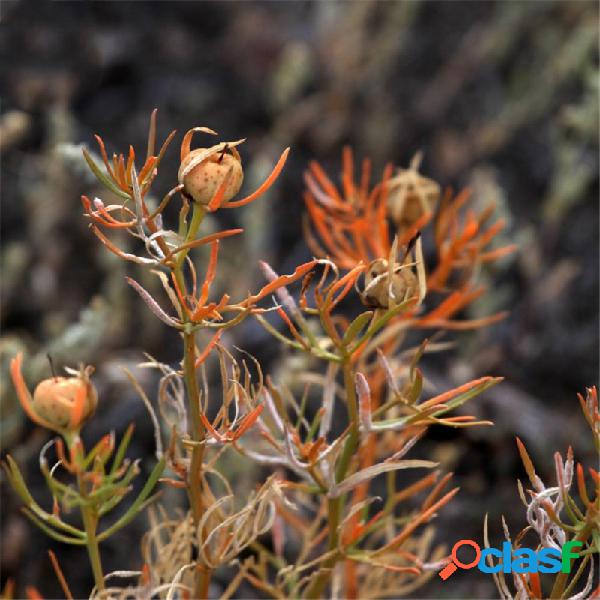 Egrow 100 unidades / pacote Peganum Harmala sementes grama
