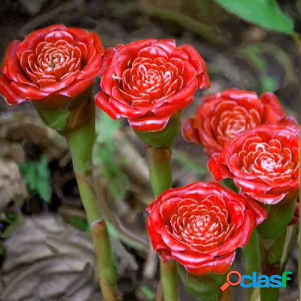 Egrow 100 unidades / pacote cravo sementes cravo vermelho