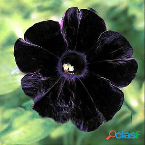 Egrow 100Pcs Black Petunia Seeds Rare Bonsai Flower Seeds