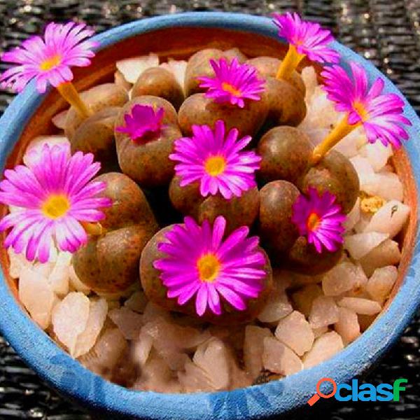 Egrow 100Pcs / Bolsa Suculentas roxas Lithops Jardim de