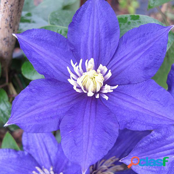 Egrow 100Pcs Clematis Sementes de flores Vines perenes