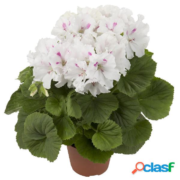 Egrow 100Pcs Geranium Seeds Variegated Geranium Flowers