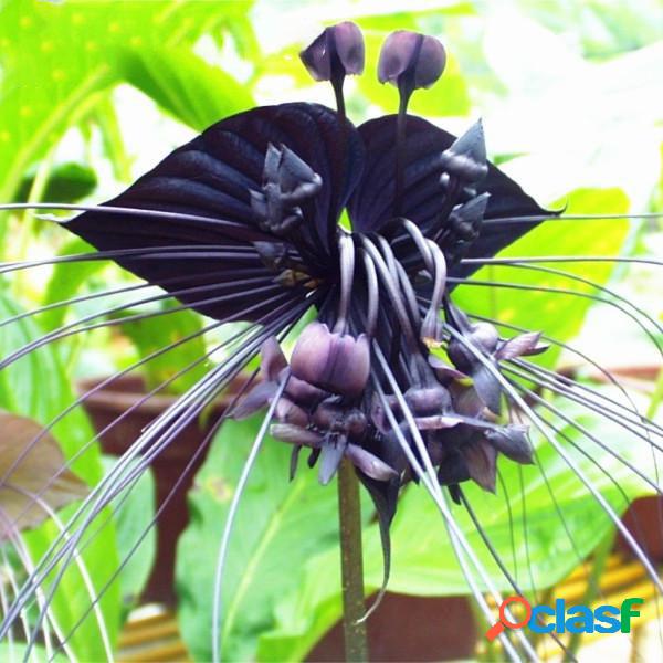 Egrow 100pcs / Bolsa Orquídea tigre preto sementes