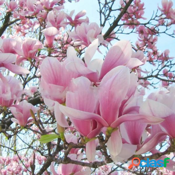 Egrow 20 unidades / pacote Magnolia Magnolia sementes Flores