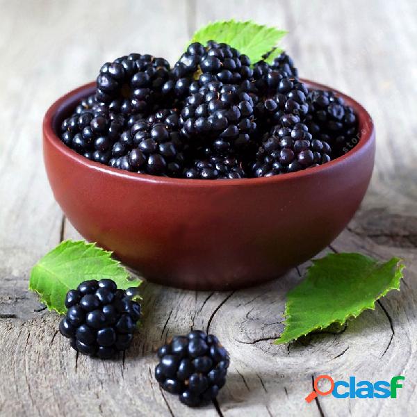 Egrow 200 Pcs Blackberry Fruit Sementes Para Casa Jardim
