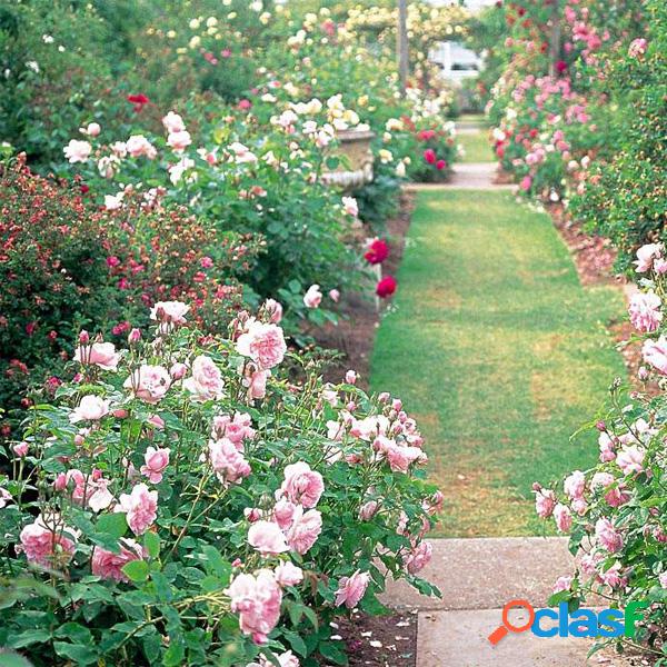 Egrow 200Pcs Garden Escalada Rose Seeds Varanda Drcoration