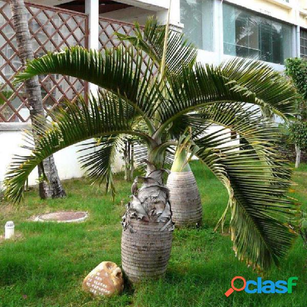 Egrow 20Pcs Exotic Bottle Palm Sementes Bonsai Tropical