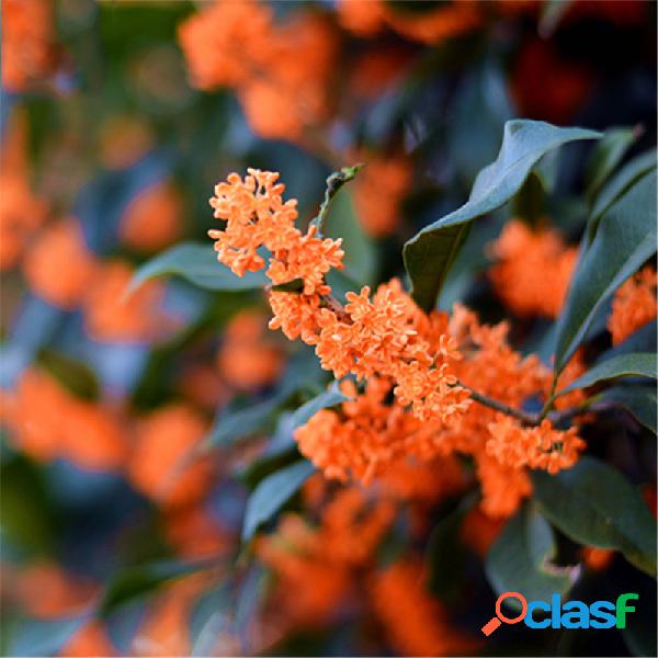Egrow 30 Unidades / pacote Árvore Osmanthus Perfumada Doce