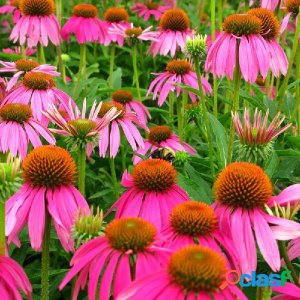 Egrow 300 Unidades / pacote Echinacea sementes Bonsai