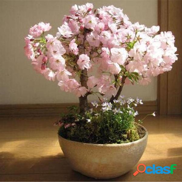 Egrow 50 Pcs Sakura sementes Raro Sakura Cherry Blossom Para