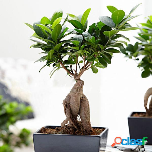 Egrow 50 Unidades / pacote Banyan Tree sementes Em Vaso de