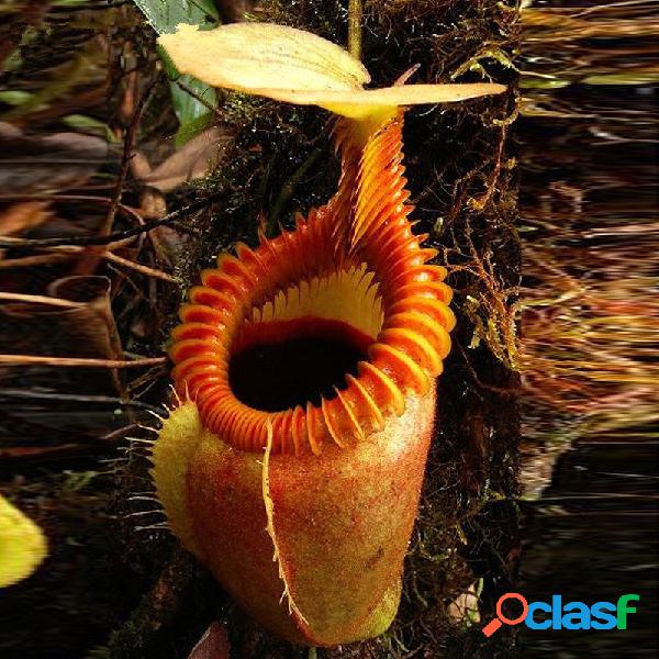 Egrow 50PCS Nepenthes Sementes Potted Plant Comendo Mosquote