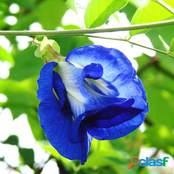 Egrow 50Pcs Purple Clitoria Ternatea Seeds Home Garden