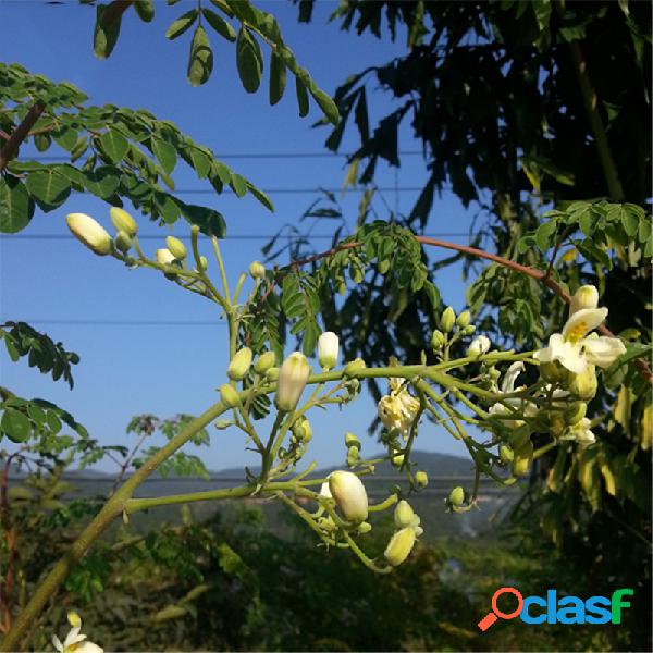 Egrow 80 Unidades / pacote Árvore Moringa sementes Árvore