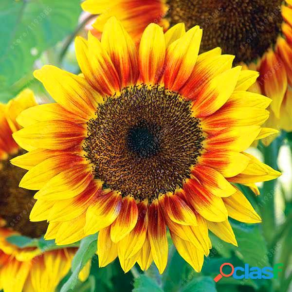 Sementes de girassol anão de 40pcs Rare Indoor Flower Seeds