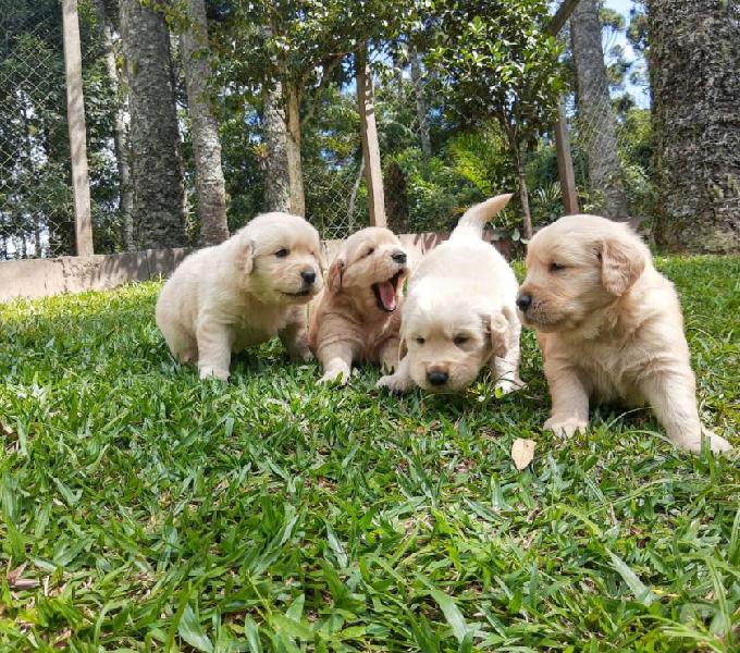 Golden retriever filhote macho e fêmea