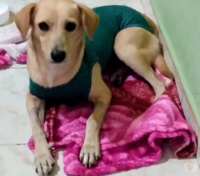 Peludinha linda pra adoção responsável