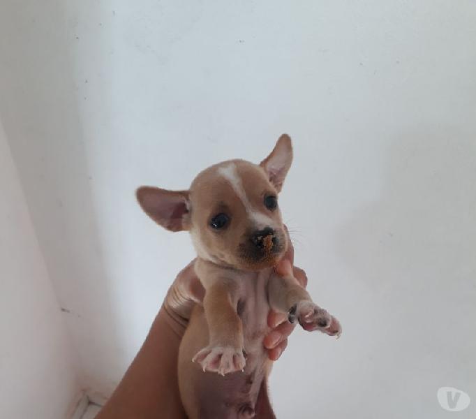 Pinscher 01 porte pequeno 2 macho aceito cartões