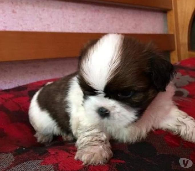 Shih tzu