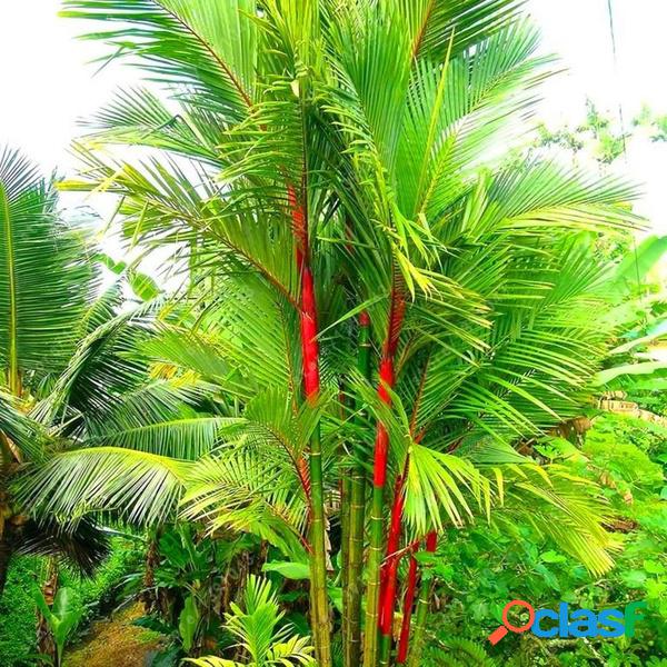 100 Pçs / saco Colorful Palmeira sementes Bambu sementes