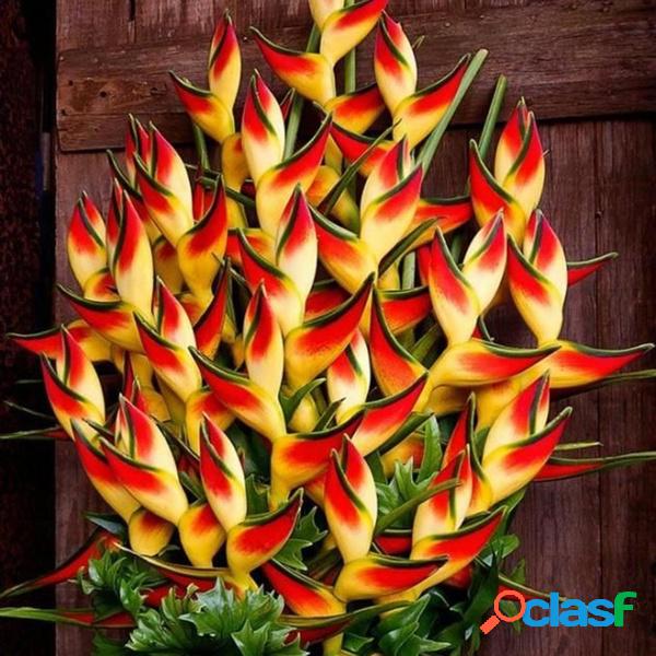 20 pcs Cobra Cauda Tanchagem sementes Raro Flor sementes