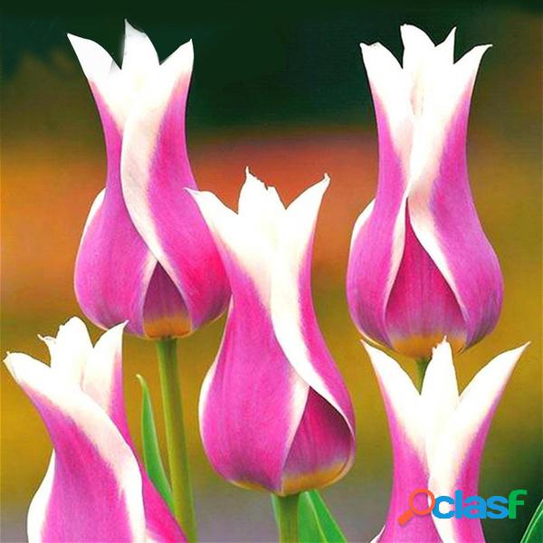 50 Pcs Tulipa Sementes de Flores de Tulipa Sementes de