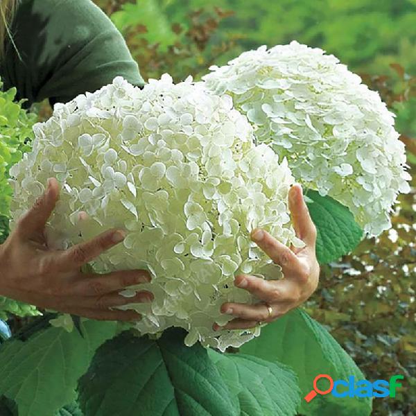 Bonsai 20 Pcs Morango Hortênsia Bonsai Perene Flor Planta