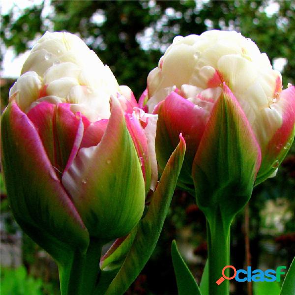 Egrow 100 Pçs / saco Icecream Tulipas Sementes Raros