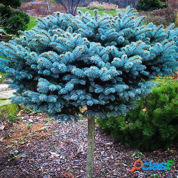 Egrow 50 Unidades / pacote Blue Sementes de Abeto Vermelho