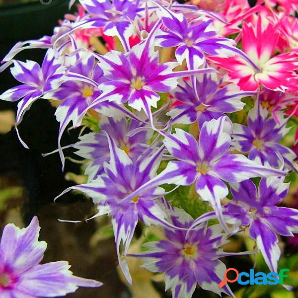 Egrow 50 Unidades / pacote Phlox Sementes de Flores Jardim