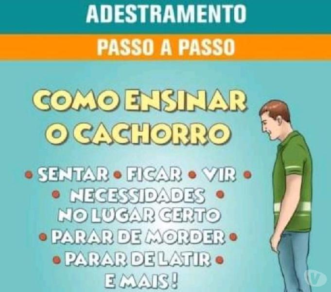 Como Adestrar Seu Cachorro sem Segredo