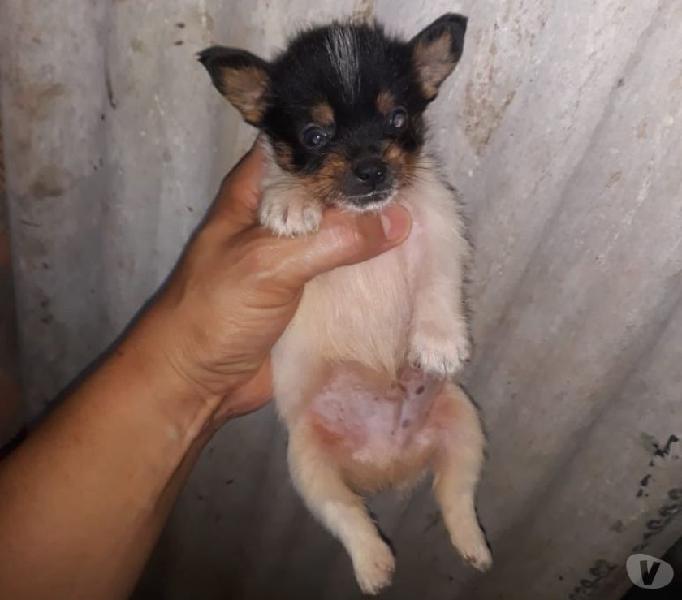 Macho de yokshire micro com pinscher zero 5x Sjuros