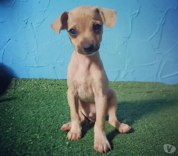 Filhote pinscher miniatura