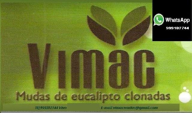 Mudas de eucaliptos- 38-999102744 vimac mudas ltda