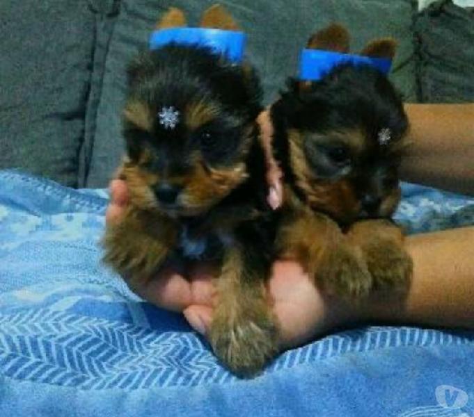 YORKSHIRE TERRIER MINIATURA MARAVILHOSOS FILHOTES