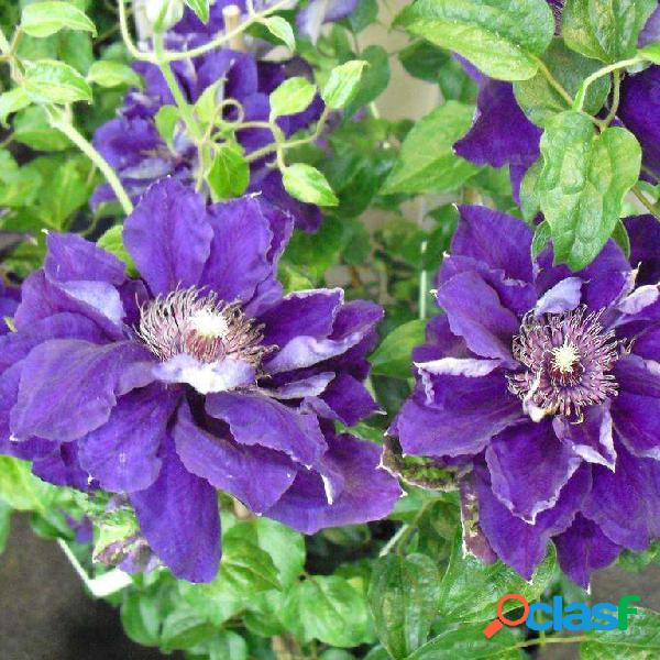 100pcs Sementes De Clematis Flores Em Vaso De Vinha