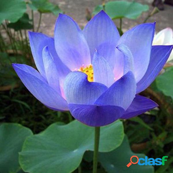 10Pcs Sementes de flores Sementes de lótus azuis Plantas